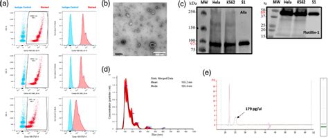 Example Extracellular Vesicle Characterisation Data A Positive