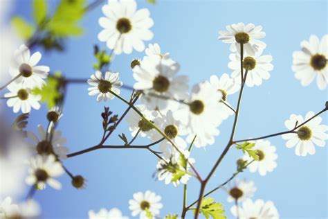 Free Images Nature Branch Blossom Sunlight Flower Petal Bloom