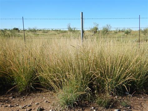 Bouteloua Curtipendula Sideoats Grama One Nature Plant Nursery