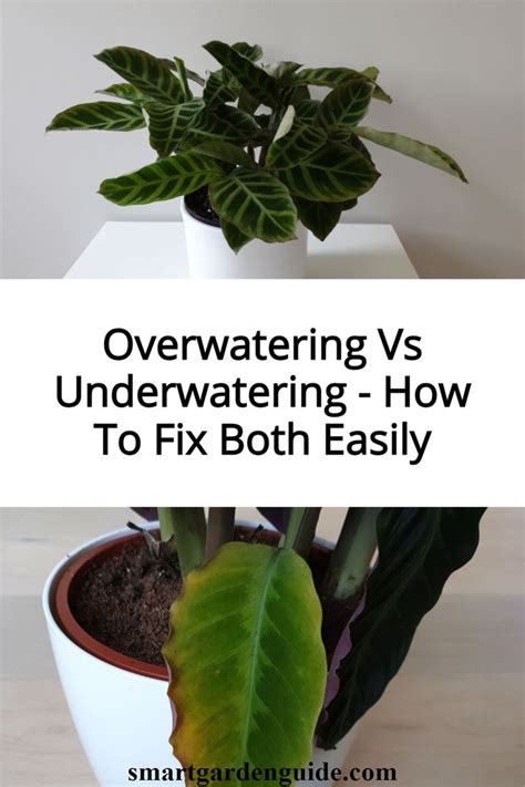 Overwatering Vs Underwatering How To Fix Both Easily Smart Garden House Plant Care Garden