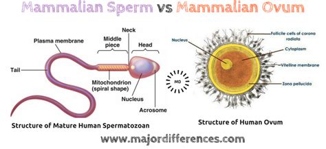 Difference between Mammalian Sperm and Mammalian Ovum (Sperm vs Ovum)