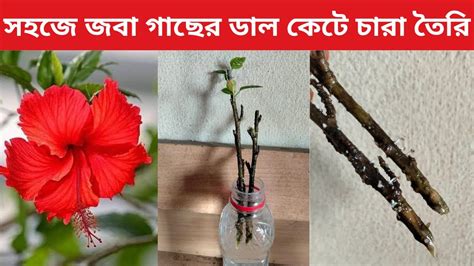 জবা গাছের ডাল কেটে চারা তৈরির পদ্ধতি। জবা গাছের কাটিং।joba Gacher