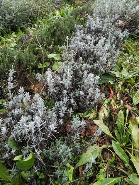 Lavendel Imperial Gem Kr Utergarten Urban