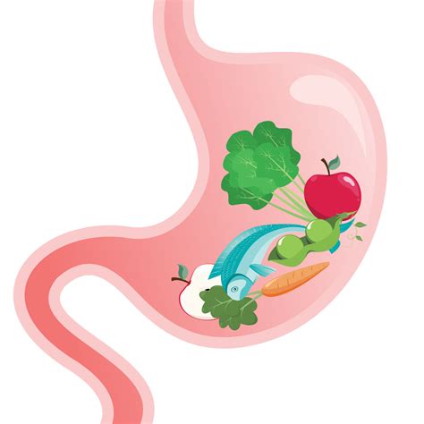 Cartoon vector illustration of a stomach full of healthy food 9095459 ...