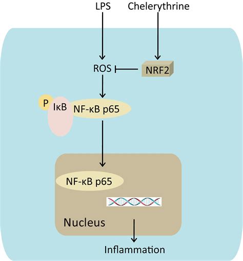 Frontiers Chelerythrine Attenuates The Inflammation Of