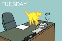 Tuesday Cat GIF - Tuesday Cat Are You IN - Discover & Share GIFs