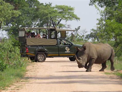 Krüger Nationalpark Ganztägige private Safari mit Abholung GetYourGuide