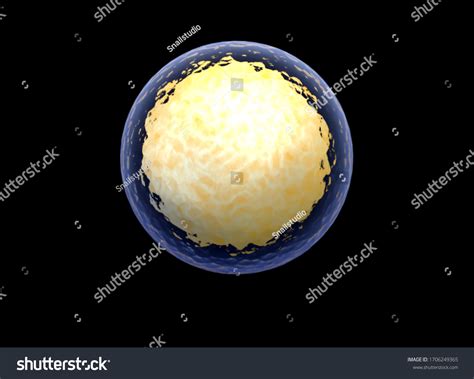 3d Stem Cell Nucleolus Nucleus Nucleus Stock Illustration 1706249365 Shutterstock