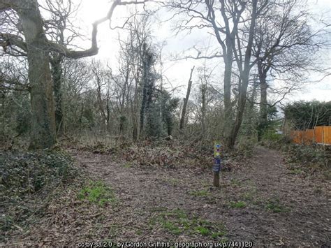 Wood Scene Gordon Griffiths Cc By Sa Geograph Britain And Ireland