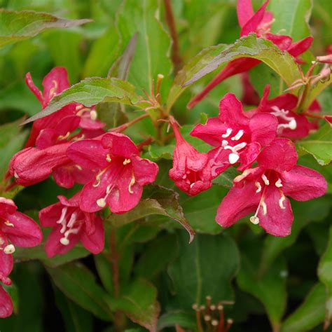 Weigela Red Prince D V Plant Production