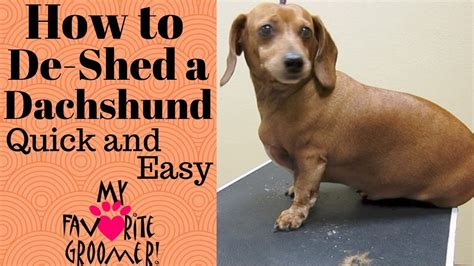 5 Ways On How To Deshed A Dog At Home 2020 Guide Upd