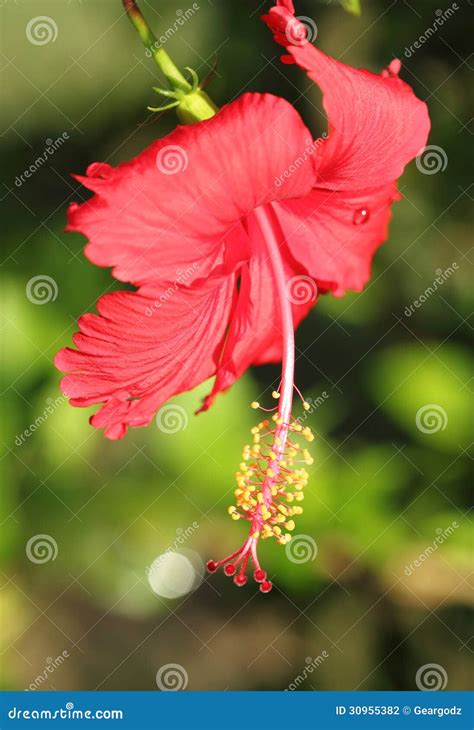 Flor Roja Del Hibisco Foto De Archivo Imagen De Salud 30955382