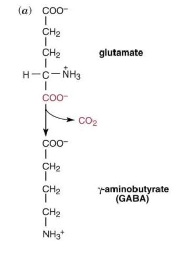 Biochem Exam Flashcards Quizlet