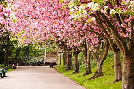 無料ダウンロード 森 木 公園 イングランド 斜面 トンネル イギリス ハルナカー HDデスクトップの壁紙