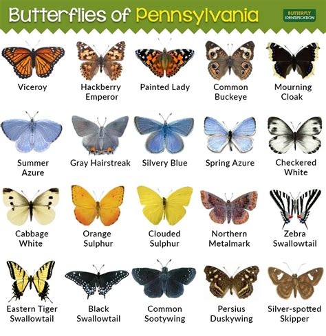 Types Of Butterflies In Pennsylvania Types Of Butterflies Butterfly