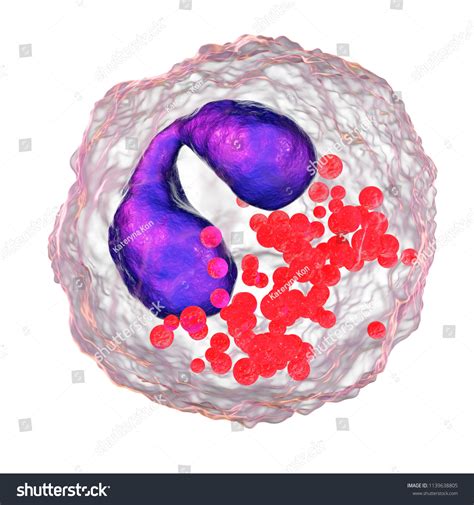 Eosinophil White Blood Cell 3d Illustration Stock Illustration ...