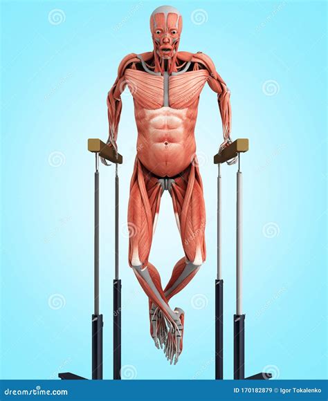 Medically Accurate Illustration Work Of The Human Muscular System When