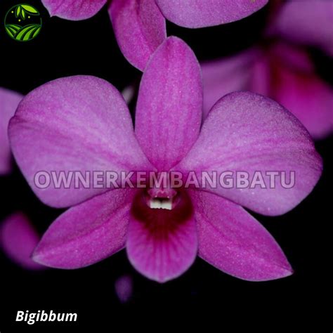 Jual Seedling Anggrek Dendrobium Pra Seedling Anggrek Dendrobium