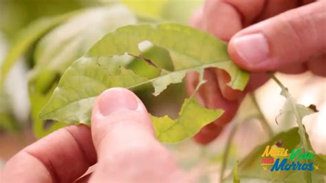 Identificar pragas e doenças nas plantas Mais Vida nos Morros