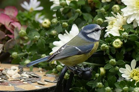 Nature Animal Bird Tit Blue Tit Cyanistes Caeruleus Songbird