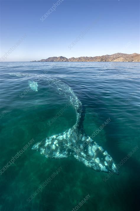 Gray whale - Stock Image - C056/2738 - Science Photo Library