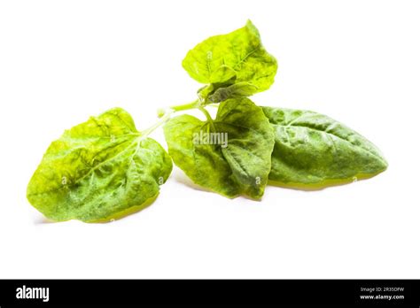 Spinach leaves isolated Stock Photo - Alamy