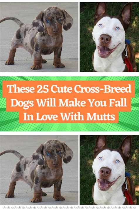 These 25 Cute Cross Breed Dogs Will Make You Fall In Love With Mutts