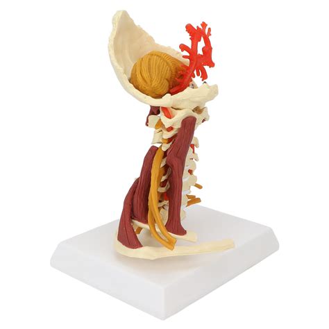 Buy Cervical Spine Model Handy Flexible Life Sized Vertebrae Model For