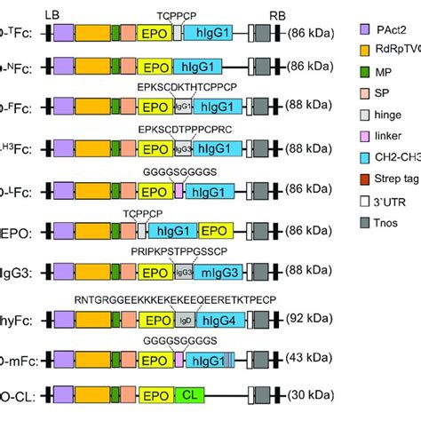 Schematic Representation Of The Expression Vectors Used In This