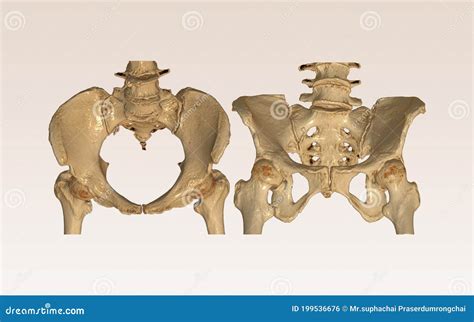 Pelvic Inlet And Outlet Views