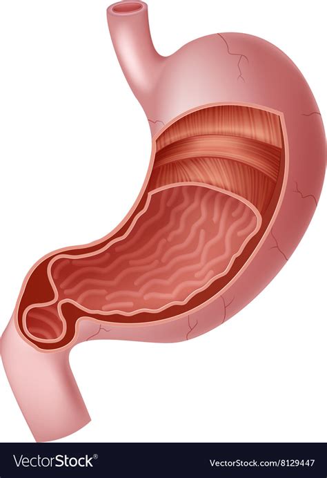 Cartoon of human internal stomach anatomy Vector Image