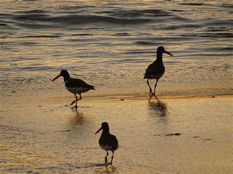 Mouettes Des Oiseaux Mer Photo Gratuite Sur Pixabay Pixabay