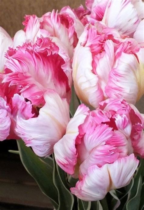 Pin By Marsha Lingle On Spring Bulb Flowers Unusual Flowers