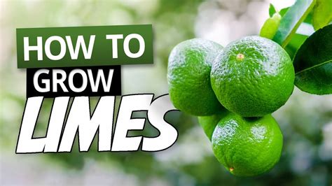 How To Grow Limes In A Pot Growing Citrus In Containers Youtube