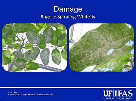 Invasive Whitefly Pests Of Florida Photos H Glenn