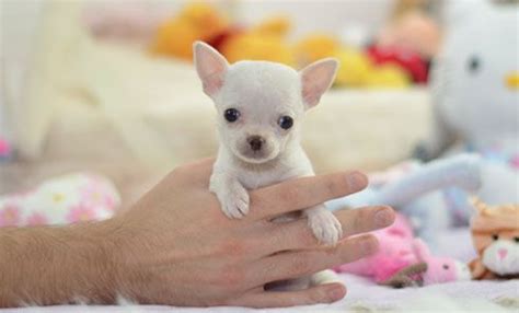 This is Willow, a beautiful Teacup Chihuahua puppy. View her profile at http://www.teacups.co.uk ...