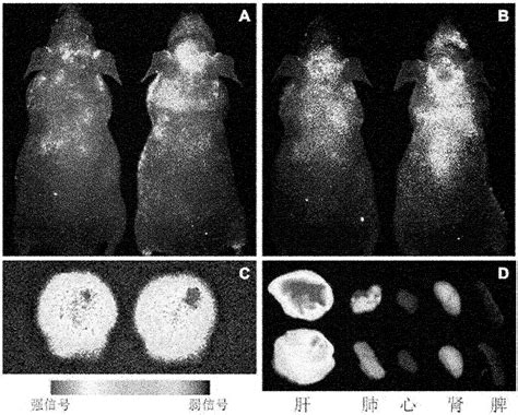 Tumor Targeting Magnetic Resonance Contrast Medium Modified By