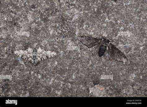 Melanic peppered moth hi-res stock photography and images - Alamy