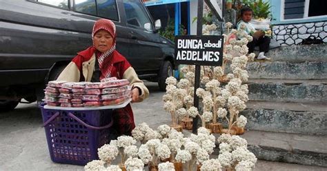 Cara Penanaman Dan Perawatan Bunga Edelweiss Jawa Dengan Baik Belajar