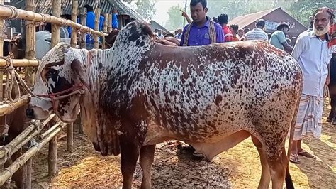 আজ ১০ নভেম্বর বগুড়ার খামারী কেমন দামে ধপাধপ মাংসের ওজন সহ ২০টি