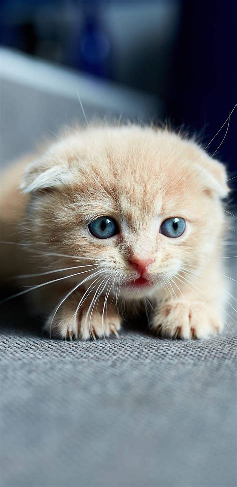 Download Free 100 + blue eyes cat Wallpapers