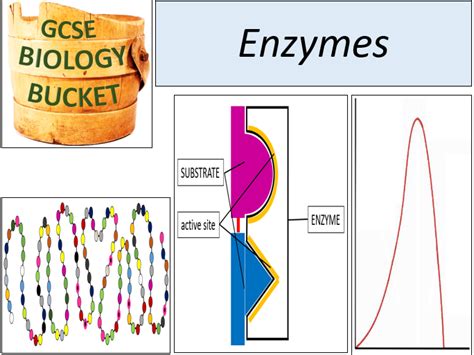 Aqa Gcse Biology Enzymes Teaching Resources