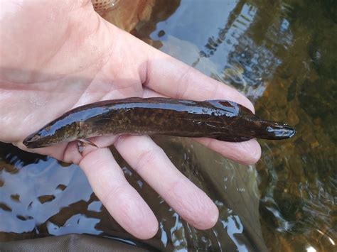 Burbot Guide - New York Natural Heritage Program