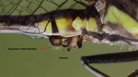 Dragonfly Anatomy