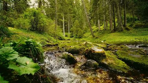 1 Hours Morning Bird Songs And River Sounds For The Best Start Of The