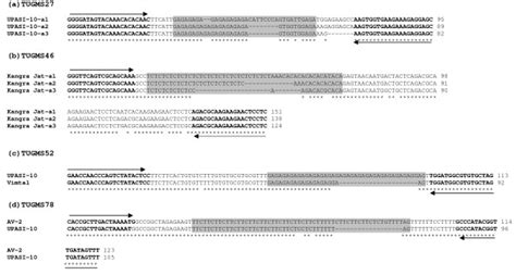 Sequence Alignment Of Different Amplicons Different Amplicons From The