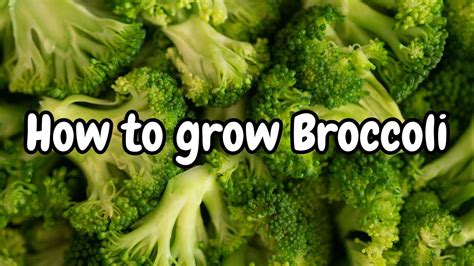 How To Grow Broccoli Grow Harvest Eat