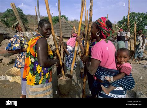 Women Looting Millet Village Bedik Bassari Country Senegal West