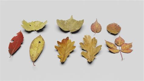 Oak Leaves 3D Models for Download | TurboSquid