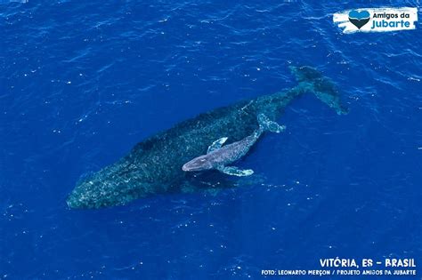 Filhote De Baleia Jubarte Flagrado A M E Na Costa Capixaba